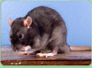 rat control Sidcup
